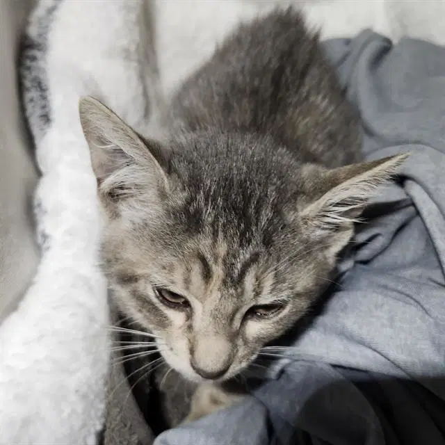 Everett - Domestic Short Hair