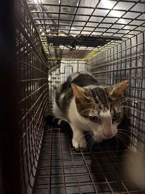 Samson - Domestic Short Hair