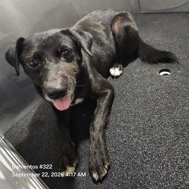 Domino - Labrador Retriever