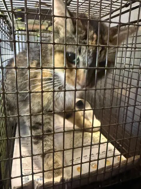 Bailey - Domestic Short Hair