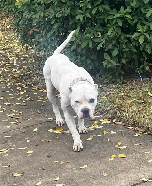 Hachi - American Staffordshire Terrier