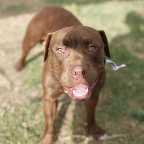 BENSON, a dog for adoption from San Antonio Animal Care Services