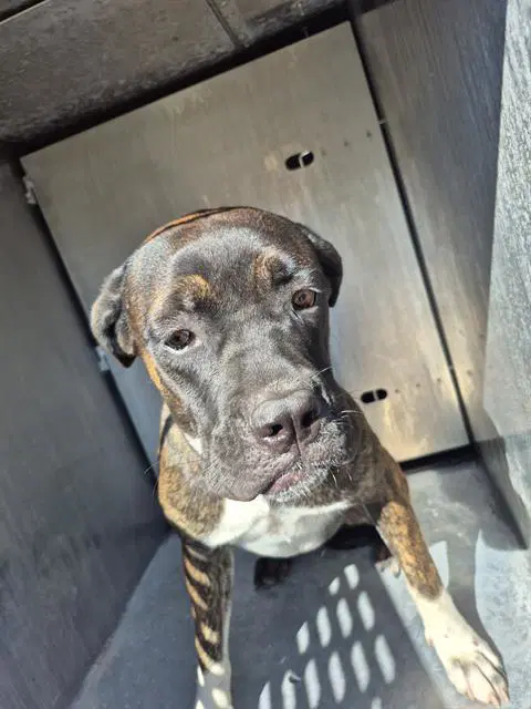 Misty - American Staffordshire Terrier