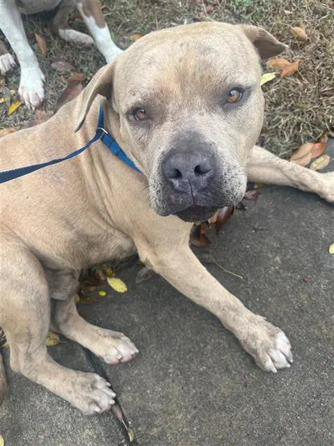 Bigge - American Staffordshire Terrier