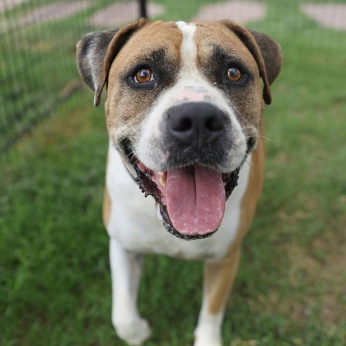 DUKE, a dog for adoption from San Antonio Animal Care Services