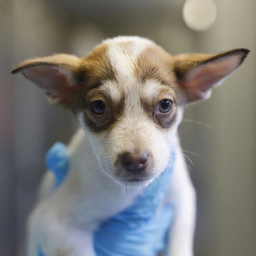 VENUS, a dog for adoption from San Antonio Animal Care Services