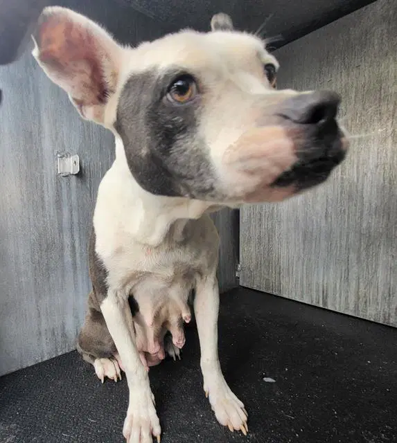 Demya - American Staffordshire Terrier