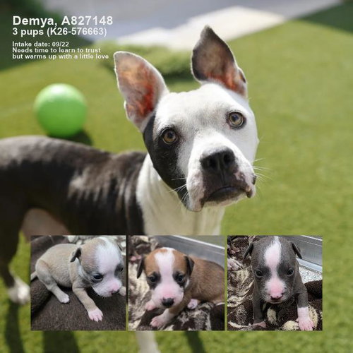 DEMYA, a dog for adoption from San Antonio Animal Care Services