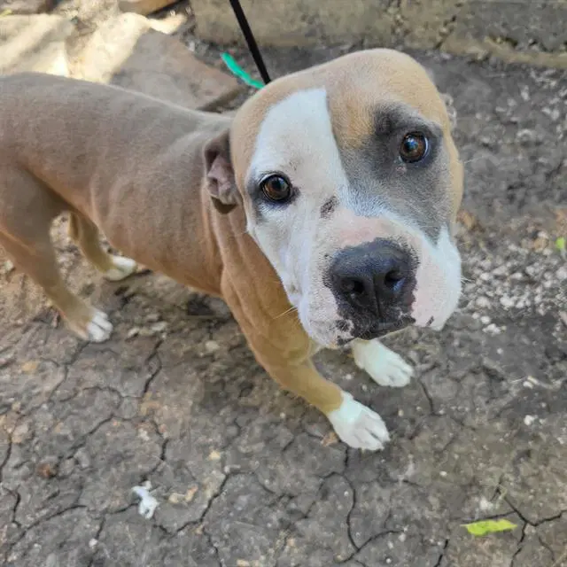 Rex - American Staffordshire Terrier