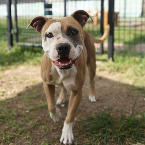 REX, a dog for adoption from San Antonio Animal Care Services