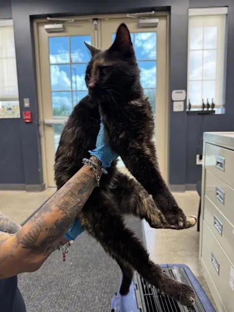 Mamas - Domestic Short Hair