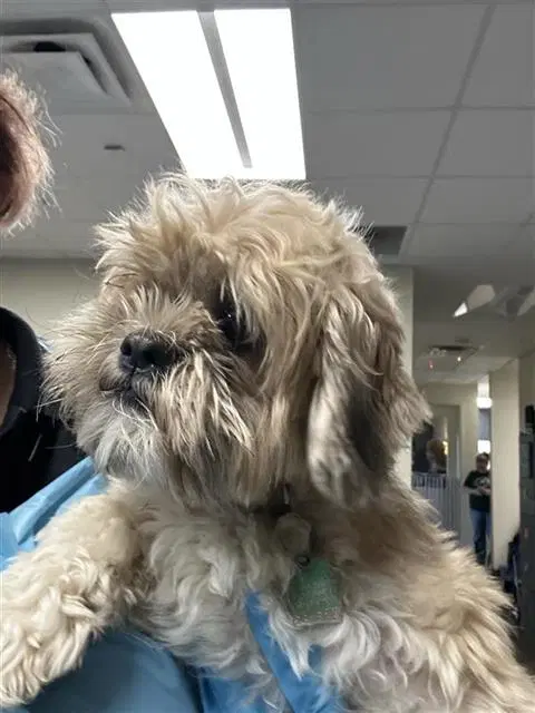 Thelma - Shih Tzu