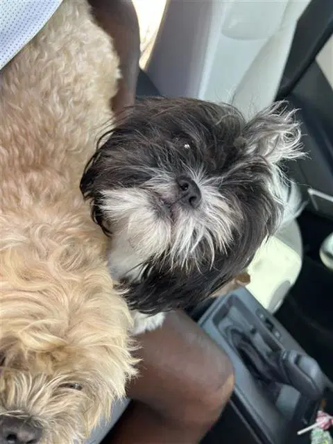 Louise - Shih Tzu