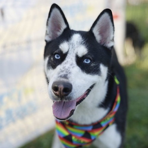 JUAN, a dog for adoption from San Antonio Animal Care Services