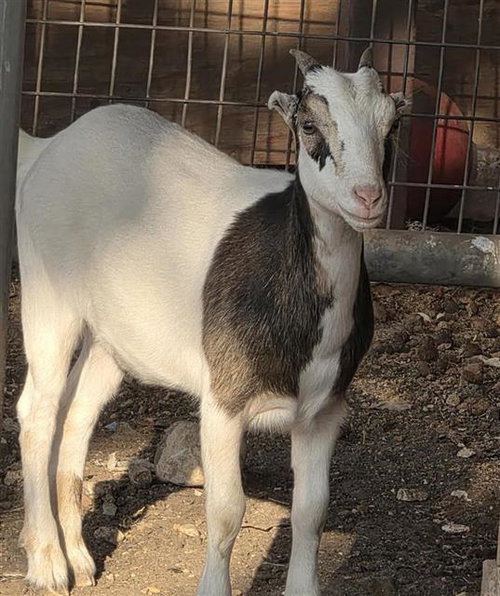 A827181, a goat for adoption from San Antonio Animal Care Services