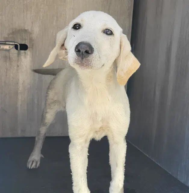 Tilly - Labrador Retriever
