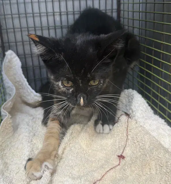 Paco - Domestic Short Hair