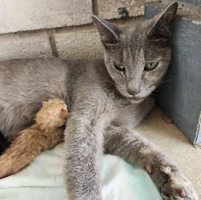 Moonie - Domestic Short Hair