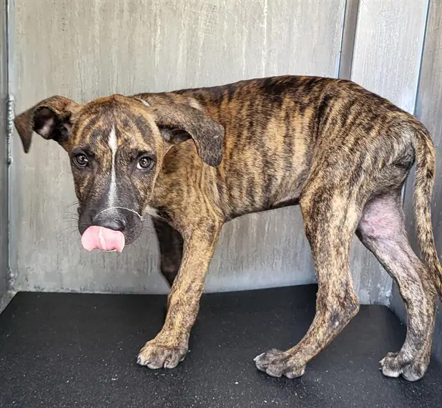 Firenze - Plott Hound