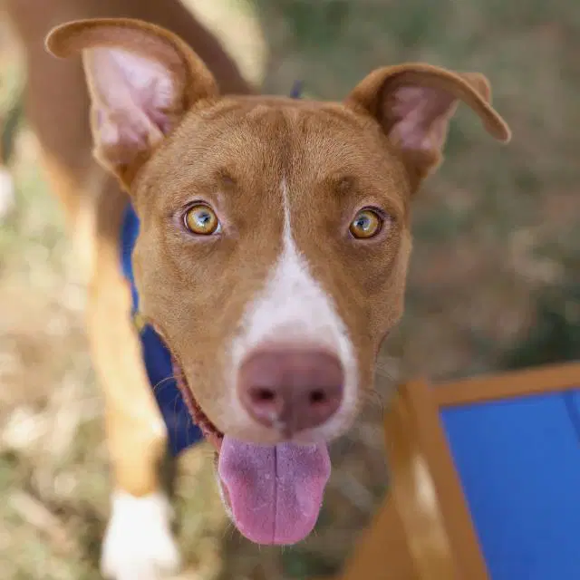 Digorno - American Staffordshire Terrier