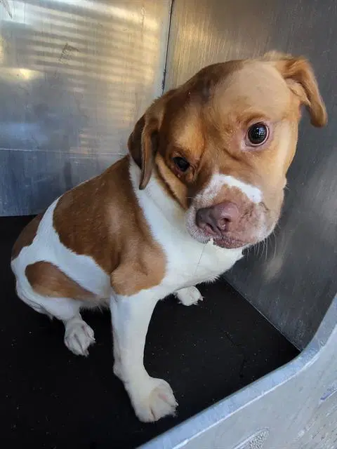 Wally - American Staffordshire Terrier