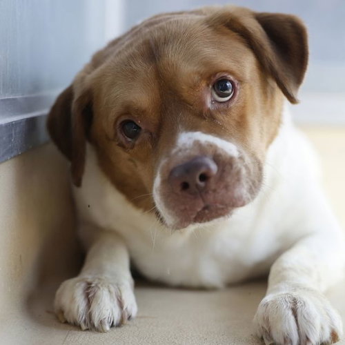 WALLY, a dog for adoption from San Antonio Animal Care Services