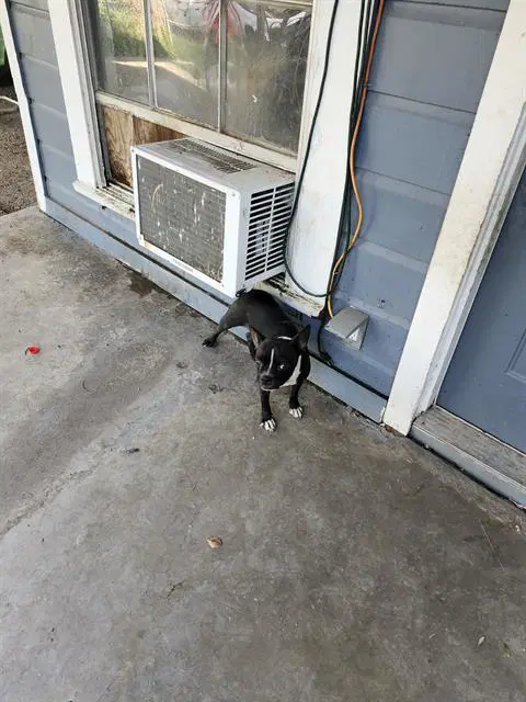 Jackie - Boston Terrier