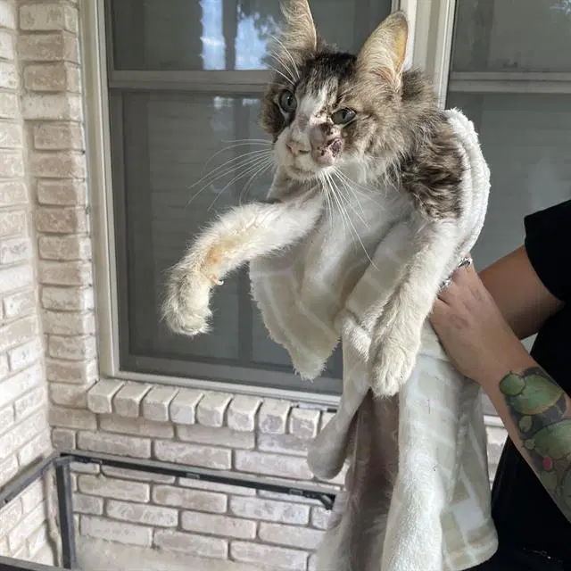 Lady - Domestic Medium Hair