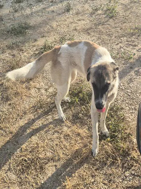 Gretta - Great Pyrenees