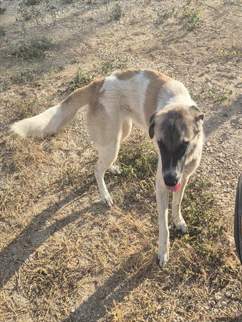 Gretta