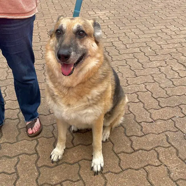Charlie - German Shepherd Dog