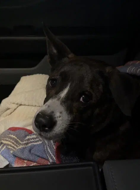 Hershey - American Staffordshire Terrier
