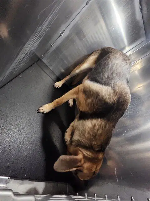 Max - German Shepherd Dog