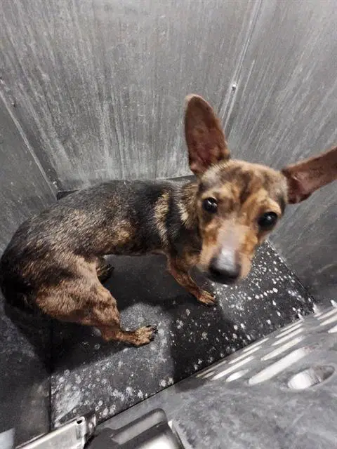 Mars - Terrier