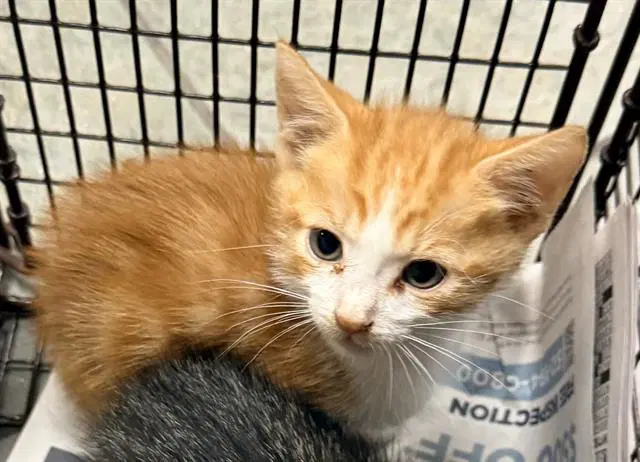 Mike - Domestic Short Hair