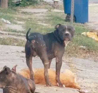 Unknown - American Staffordshire Terrier