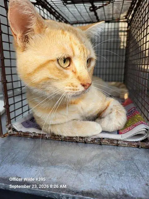 Toby - Domestic Short Hair