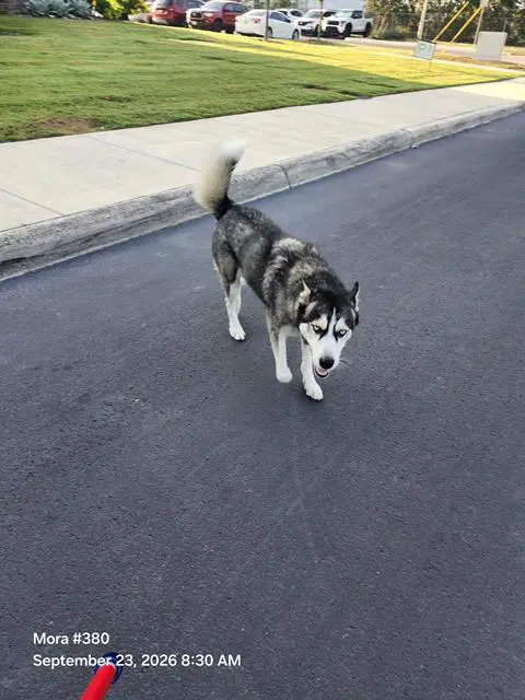 Apollo - Husky