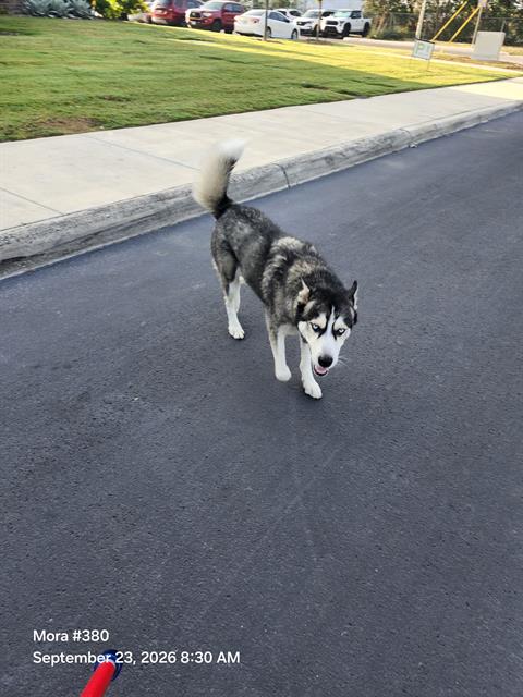 Apollo