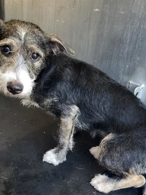 Mo - Terrier