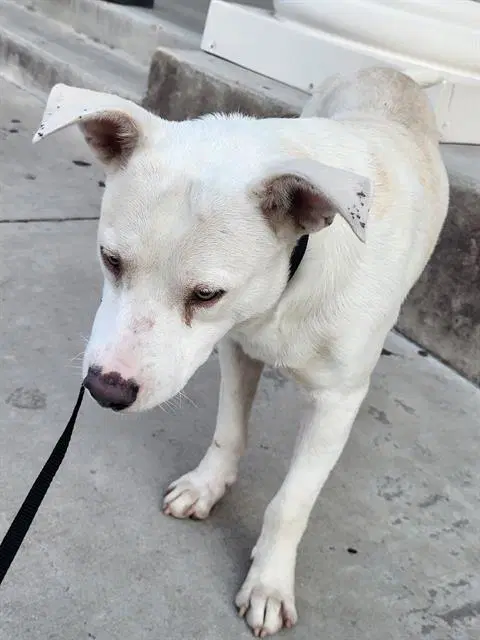 Wilbur - American Staffordshire Terrier