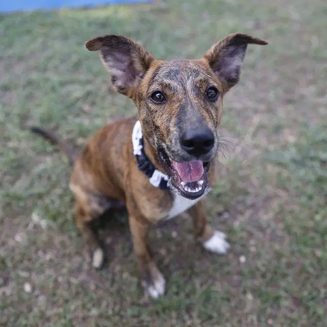 Melvin - Terrier
