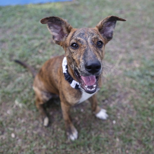 MELVIN, a dog for adoption from San Antonio Animal Care Services