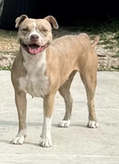 Daisy - American Staffordshire Terrier