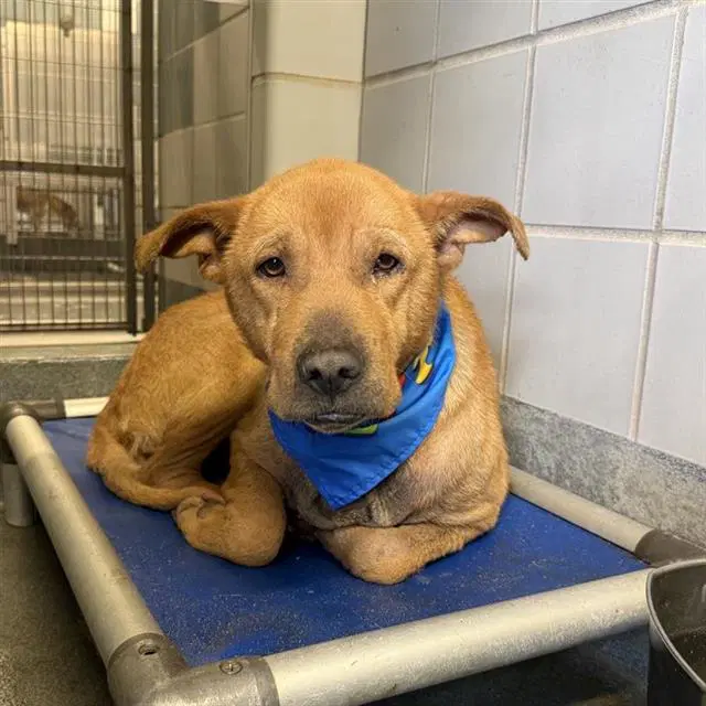 Leonard - Shar-Pei