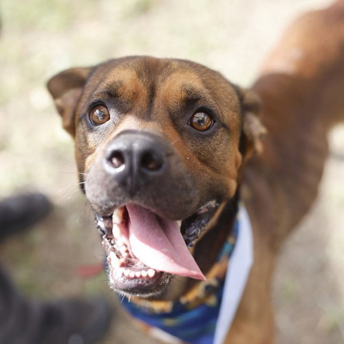 PERRO, a dog for adoption from San Antonio Animal Care Services