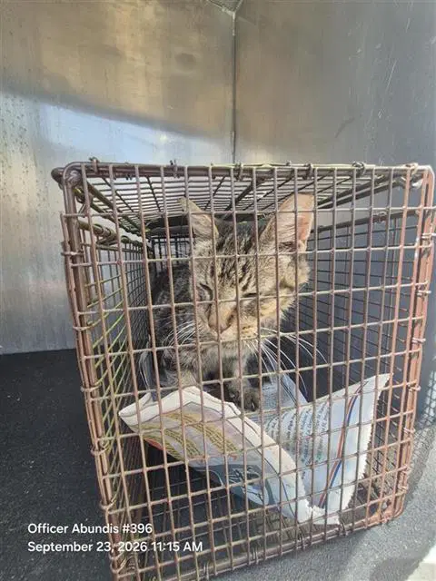 Buddy - Domestic Medium Hair