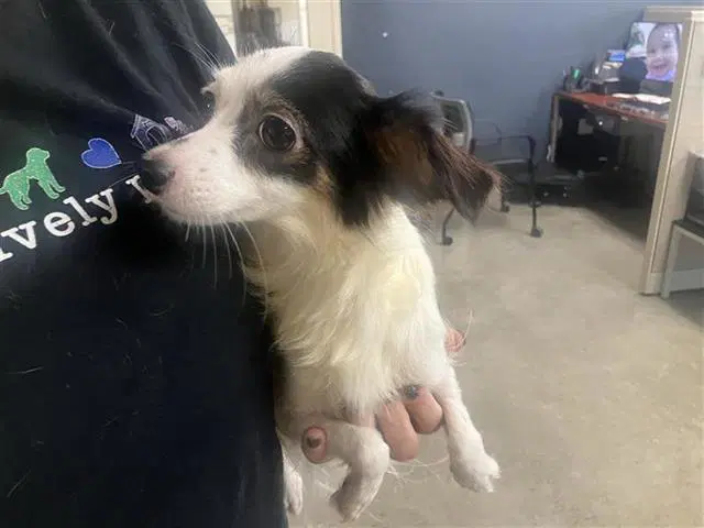 Outlaw - Chihuahua