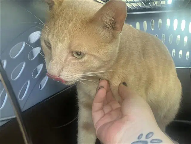Fish - Domestic Short Hair