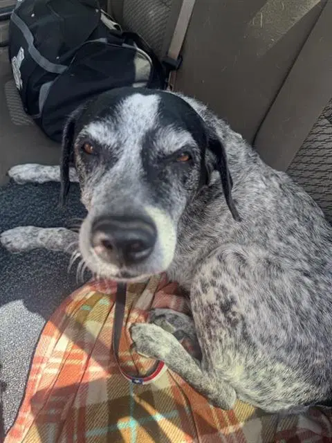 Lola - Australian Cattle Dog/Blue Heeler